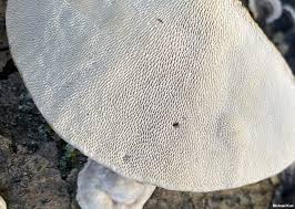 Attēlu rezultāti vaicājumam “Trametes gibbosa”