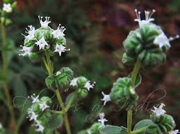 Image result for Origanum majorana