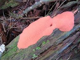 Attēlu rezultāti vaicājumam “Tubifera ferruginosa (subsp. ferruginosa)”