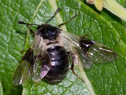 Attēlu rezultāti vaicājumam “Cimbicidae”