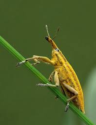 Attēlu rezultāti vaicājumam “Lixus iridis”