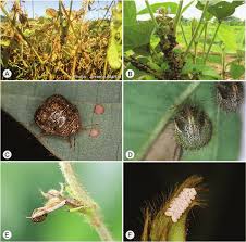 Attēlu rezultāti vaicājumam “Cribraria sp.”
