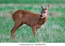 Attēlu rezultāti vaicājumam “Capreolus capreolus”