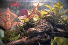 Attēlu rezultāti vaicājumam “Arianta arbustorum”