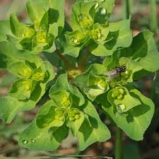 Attēlu rezultāti vaicājumam “Euphorbia helioscopia”