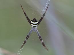 Image result for st andrews cross spider