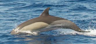 Image result for Delphinus delphis
