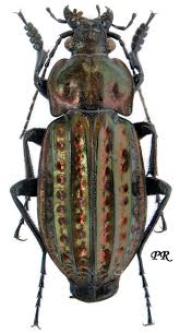 Attēlu rezultāti vaicājumam “Carabus clathratus”