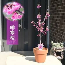 Image result for 緋寒桜