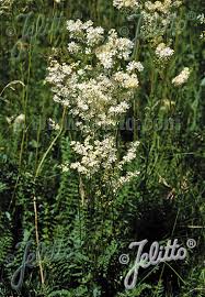 Attēlu rezultāti vaicājumam “Filipendula vulgaris fruit”