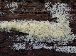 Attēlu rezultāti vaicājumam “Mucronella calva”