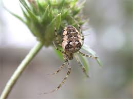 Attēlu rezultāti vaicājumam “Metellina segmentata”