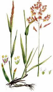 Attēlu rezultāti vaicājumam “Holcus lanatus  flower”