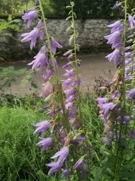 Image result for Campanula rapunculoides