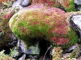 Attēlu rezultāti vaicājumam “Sphagnum quinquefarium”