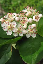 Attēlu rezultāti vaicājumam “Aronia melanocarpa flower”