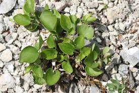 Attēlu rezultāti vaicājumam “Viola rupestris leaf”