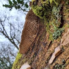 Attēlu rezultāti vaicājumam “Daedalea quercina”