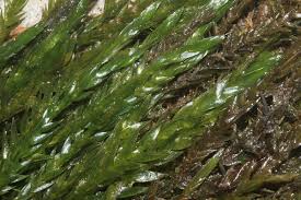 Attēlu rezultāti vaicājumam “Fontinalis antipyretica subsp. gracilis”