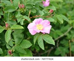 Attēlu rezultāti vaicājumam “Rosa majalis”