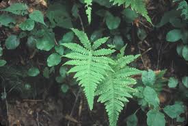 Attēlu rezultāti vaicājumam “Phegopteris connectilis”