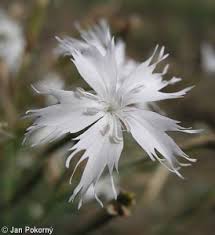 Attēlu rezultāti vaicājumam “Dianthus arenarius bud”