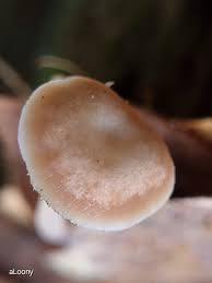 Attēlu rezultāti vaicājumam “Collybia sp.”