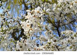 Attēlu rezultāti vaicājumam “Magnolia kobus flower”
