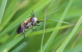 Attēlu rezultāti vaicājumam “Heptatoma pellucens”