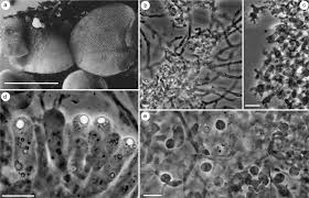Attēlu rezultāti vaicājumam “Porotheleum fimbriatum”