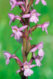 Attēlu rezultāti vaicājumam “Gymnadenia conopsea flower”