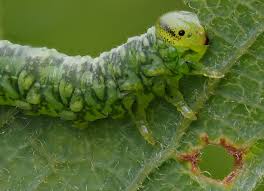 Attēlu rezultāti vaicājumam “Euphydryas maturna larva”