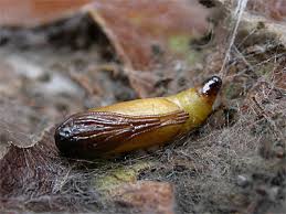 Attēlu rezultāti vaicājumam “Yponomeuta malinellus / cagnagella larva”