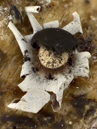 Attēlu rezultāti vaicājumam “Diderma radiatum”