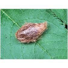 Attēlu rezultāti vaicājumam “Saturnia pavonia cocoon”