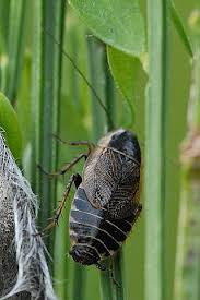 Attēlu rezultāti vaicājumam “Ectobius sylvestris male”