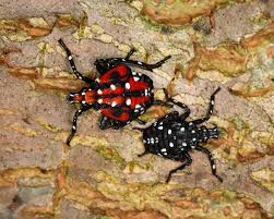 Attēlu rezultāti vaicājumam “Lycogala persicum macro”