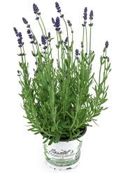 Image result for Lavendel