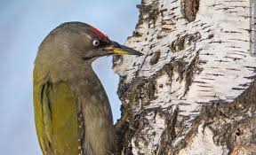 Attēlu rezultāti vaicājumam “Picus canus”