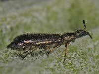 Attēlu rezultāti vaicājumam “Dasytes caeruleus”