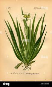 Attēlu rezultāti vaicājumam “Stratiotes aloides leaf”