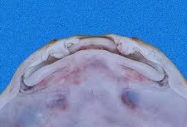 Image result for Squatina dumeril