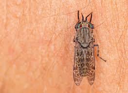 Attēlu rezultāti vaicājumam “Haematopota sp.”