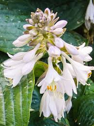 Attēlu rezultāti vaicājumam “Hosta sp. flower”