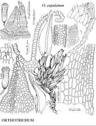 Attēlu rezultāti vaicājumam “Orthotrichum cupulatum var. riparium sporophyte”
