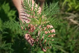 Attēlu rezultāti vaicājumam “Ambrosia artemisiifolia”