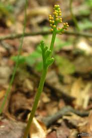 Attēlu rezultāti vaicājumam “Botrychium matricariifolium”