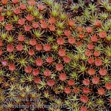 Attēlu rezultāti vaicājumam “Polytrichum piliferum”