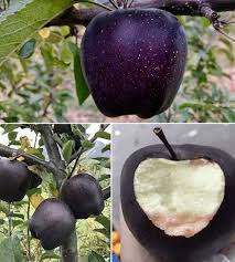 Attēlu rezultāti vaicājumam “Malus domestica fruit”
