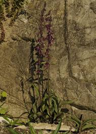 Attēlu rezultāti vaicājumam “Epipactis atrorubens fruit”